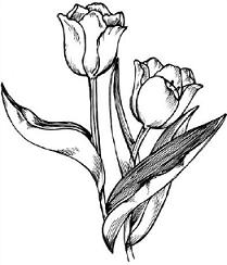 209x244 Free Tulip Clipart
