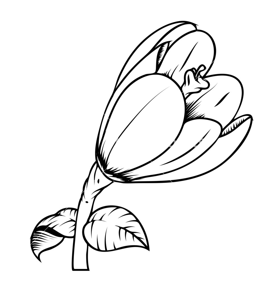 Tulip Line Art  Free download on ClipArtMag