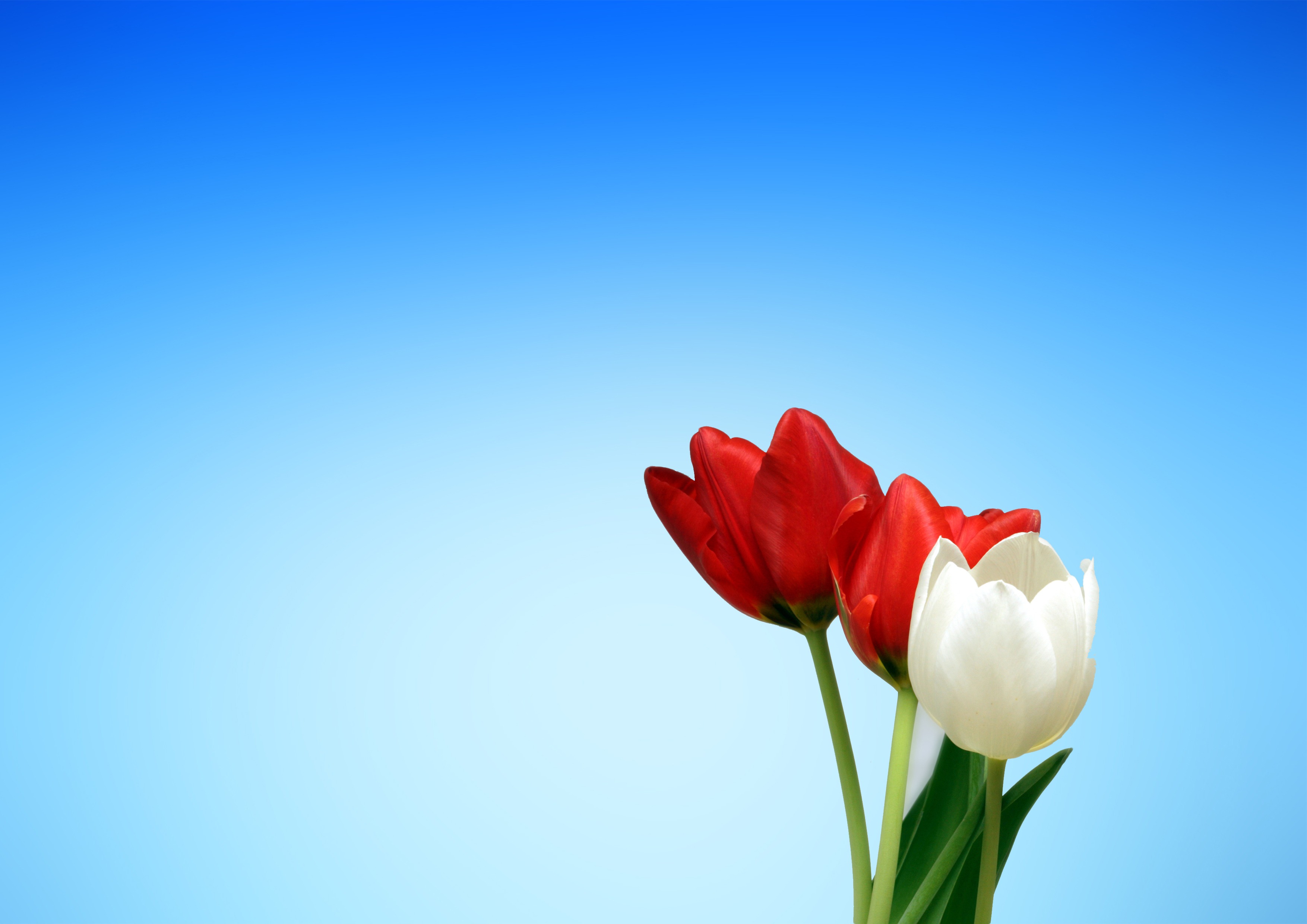 3508x2480 Free Stock Photos Of Tulips Pexels