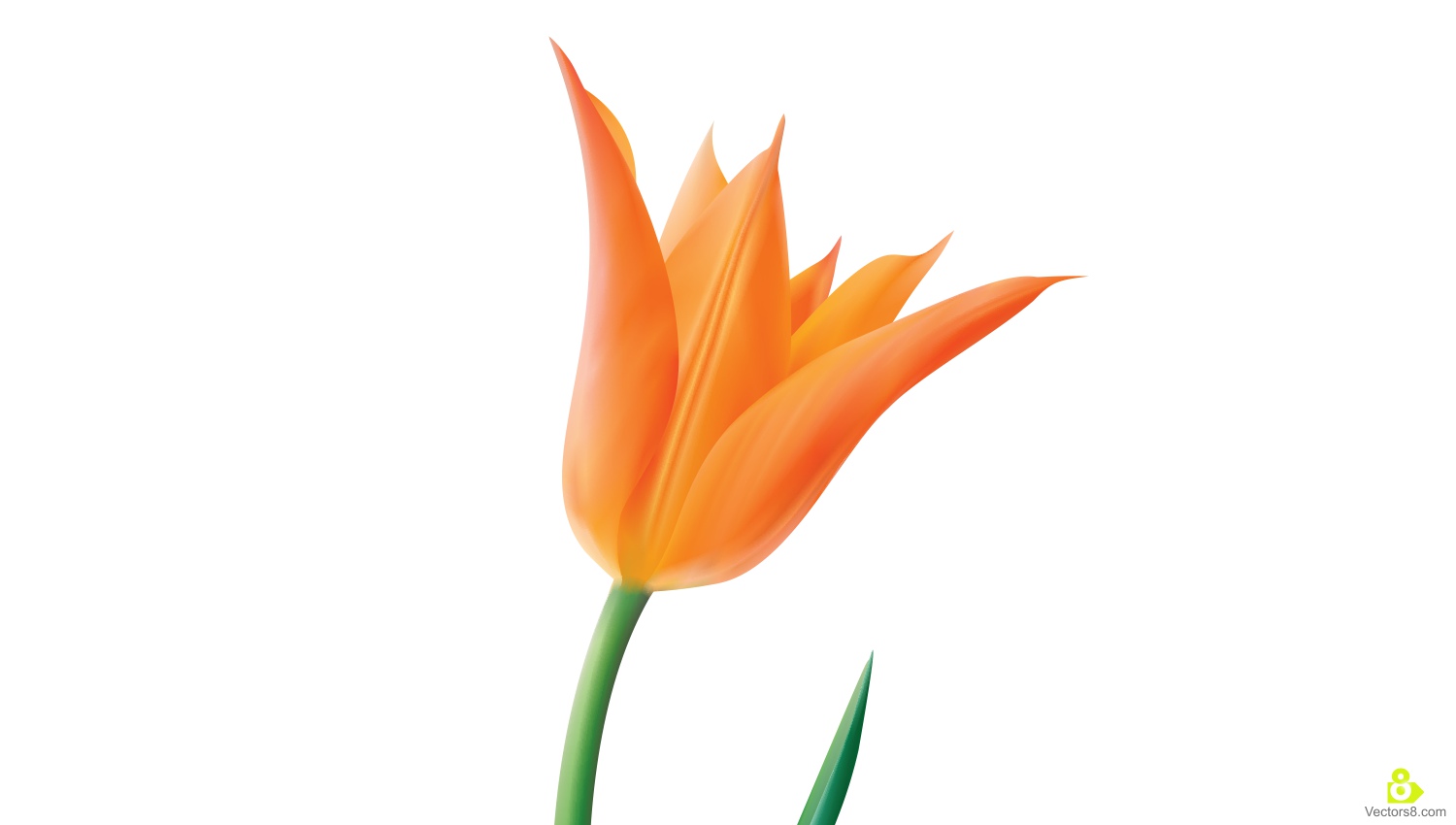 1500x850 Isolated Orange Tulip Flower Free Vector Amp Clipart Design