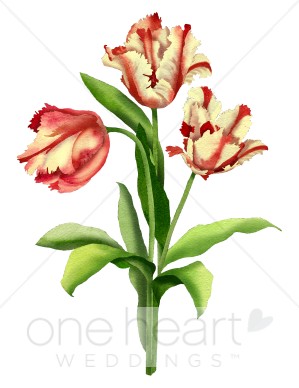 299x388 Parrot Tulips Clipart Wedding Flower Clipart