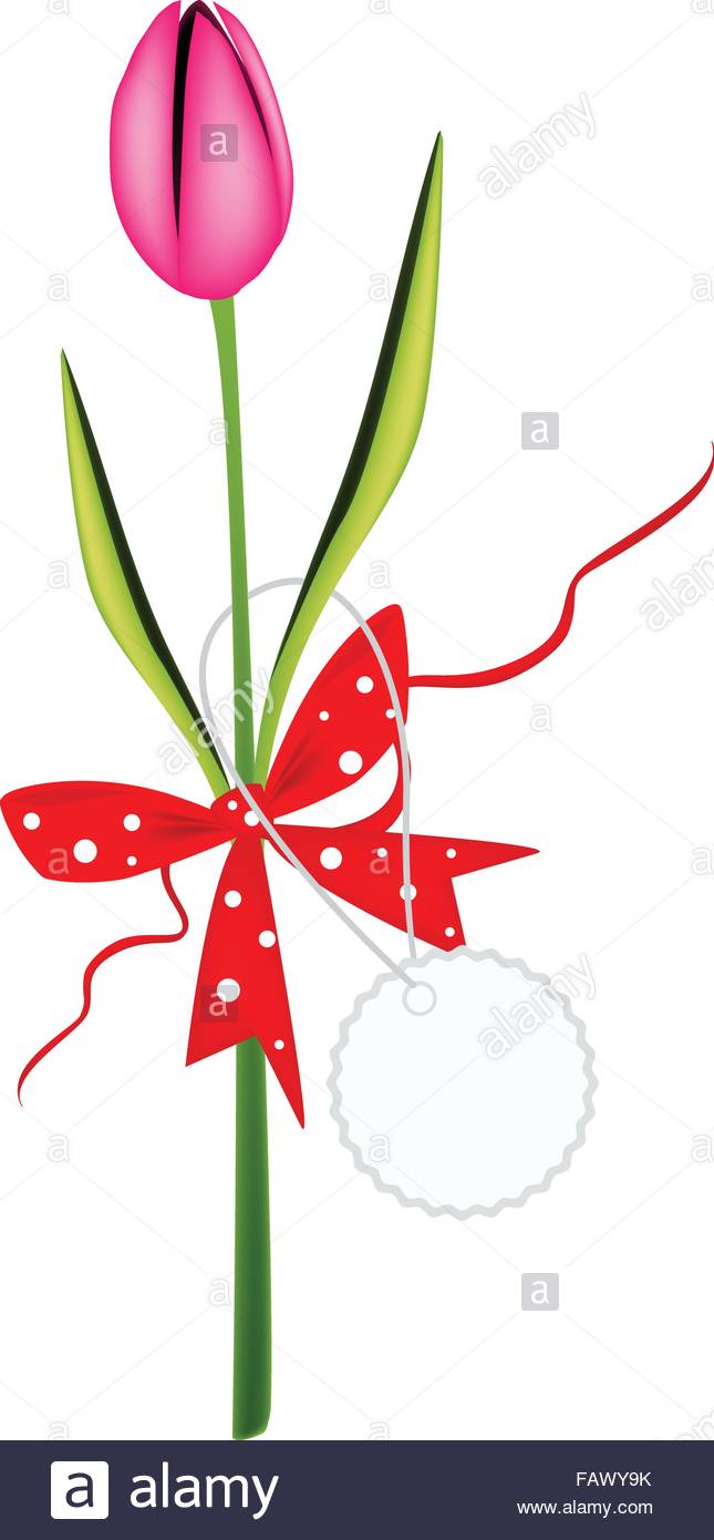 645x1390 Beautiful Pink Tulip With Red Ribbon And Bow Holding A Lovely