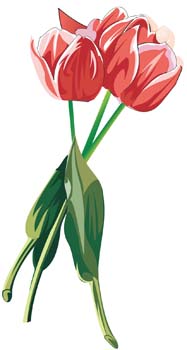 187x350 Tulip Flower 22 Free Vector 4vector