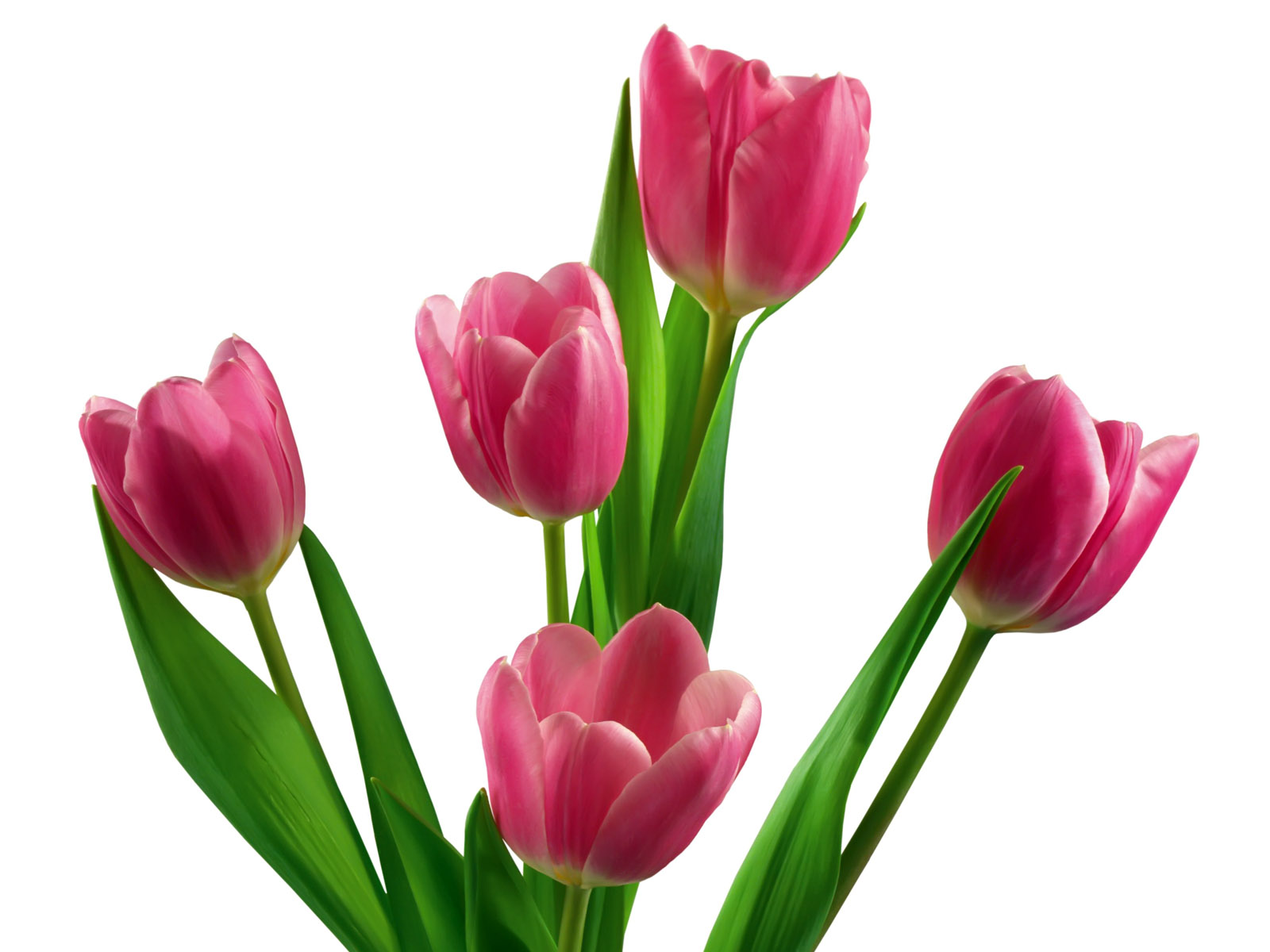 1600x1200 Tulip Wallpaper 1407