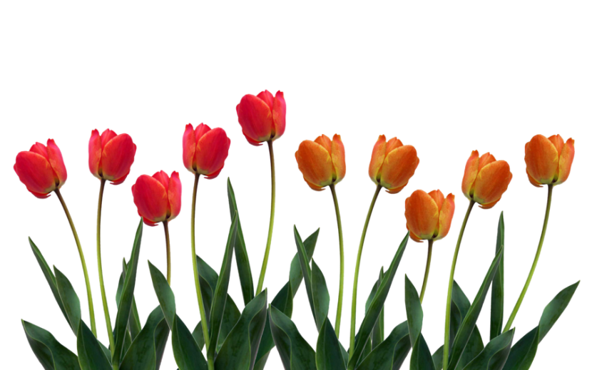 830x519 Tulip Clipart 4