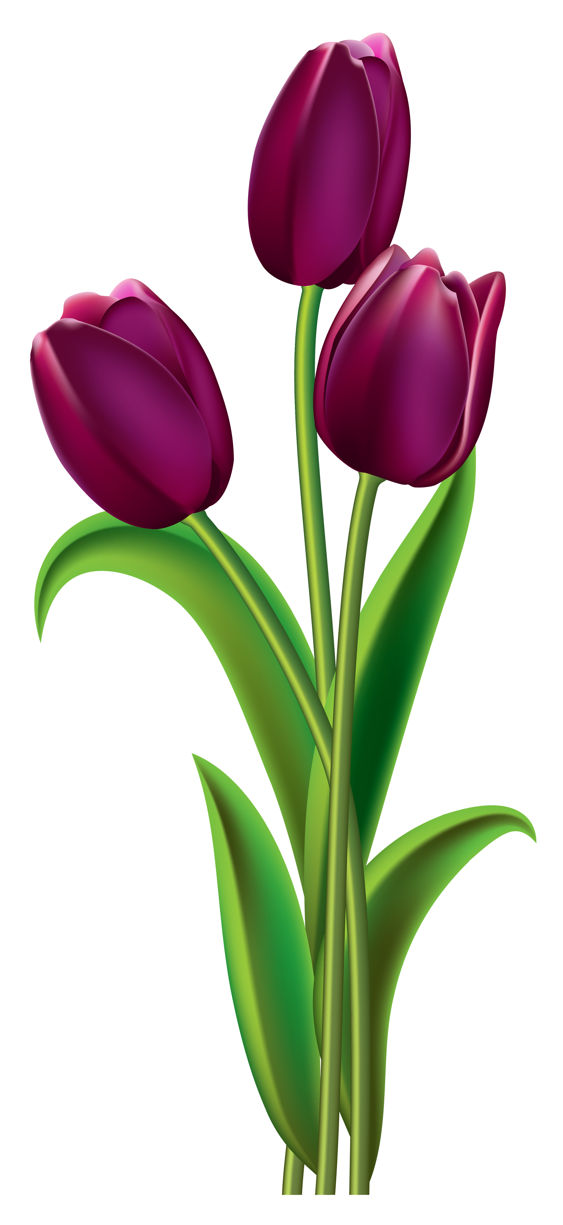 1800x3918 Tulip Clipart Png Images Free