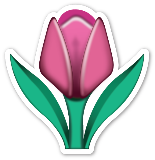 508x525 Tulip