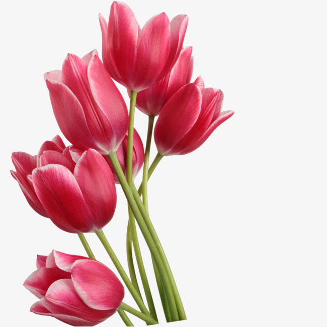 650x651 Tulips Png, Vectors, Psd, And Icons For Free Download Pngtree