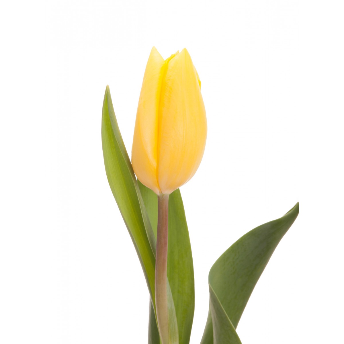 1200x1200 Yellow Tulips