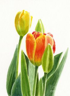 236x324 Tulips Drawing
