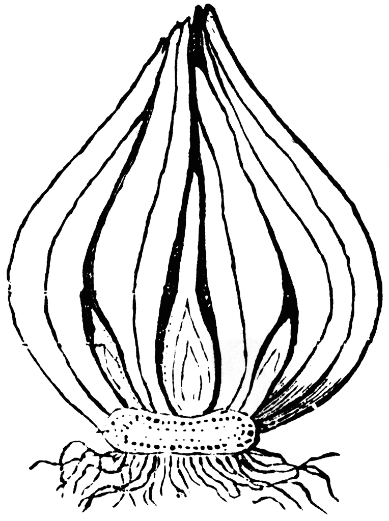 764x1024 Bulbs Flowers Cliparts