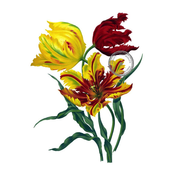 Tulips Clipart | Free download on ClipArtMag