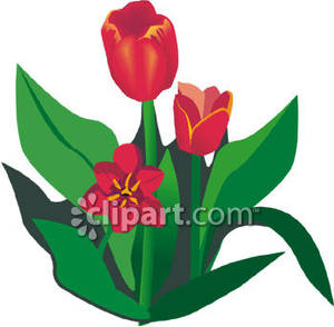 300x294 Red Tulips Clipart 2190025
