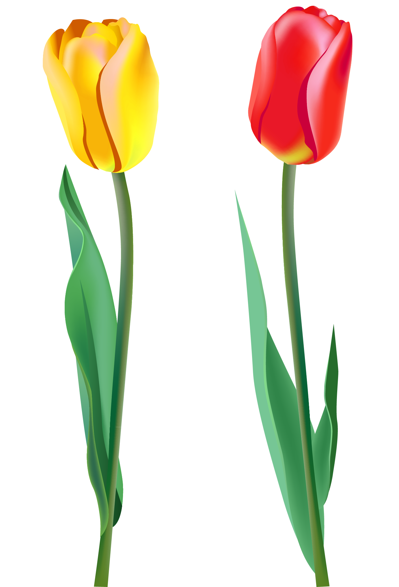 1382x2035 Spring Tulips Png Clipartu200b Gallery Yopriceville
