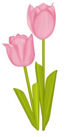 225x450 Spring Clipart Pink Tulip