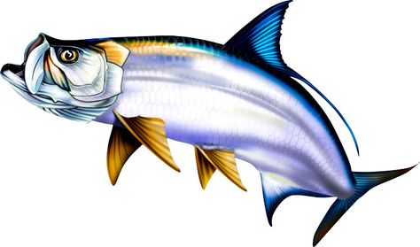 474x279 Tarpon Illustration Photoshop Clipart. Httpwww.spiritgraphix