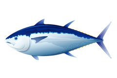 240x160 Tuna Clipart