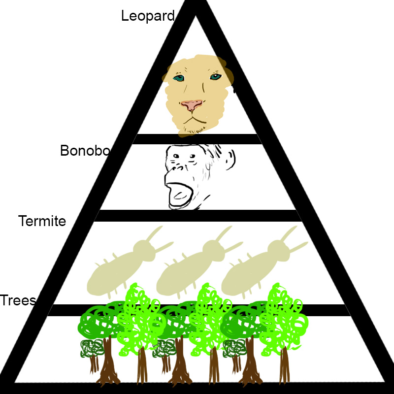 800x800 Rainforest Clipart Tundra