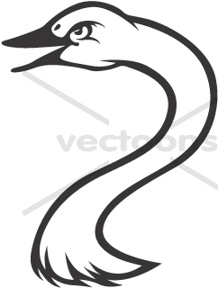 242x320 Tundra Swan Head In Black