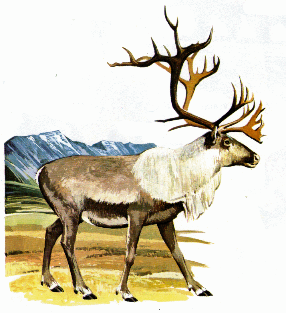 1000x1093 Caribou Clipart Arctic