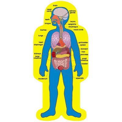 400x400 Human Body Organs Clipart