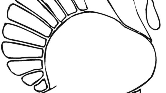 570x320 Simple Drawing Of A Turkey How To Draw A Thanksgiving Turkey