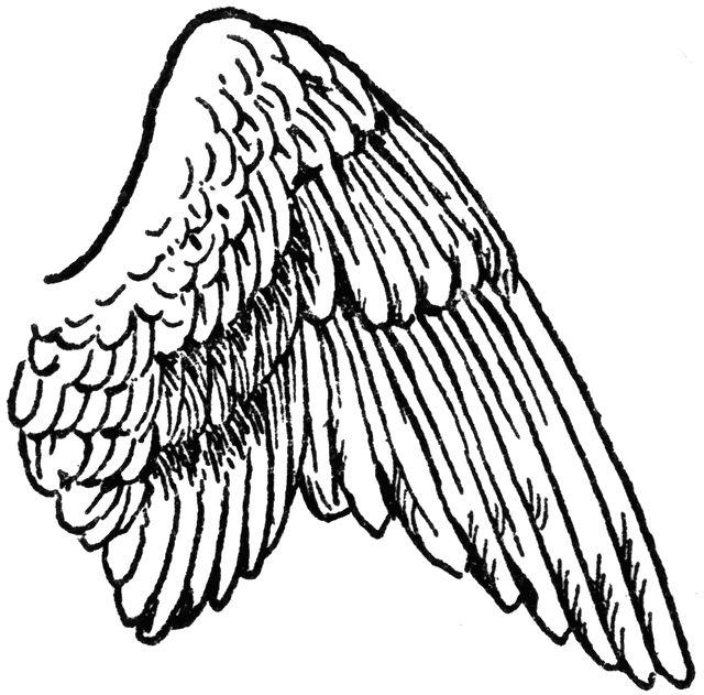 640x631 Wing Feather Clipart, Explore Pictures