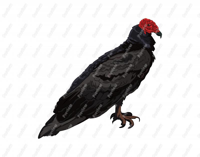 800x626 Realistic Turkey Vulture Bird Character Clip Art