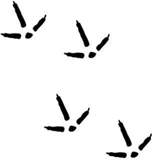 304x320 Footprint Clipart Turkey