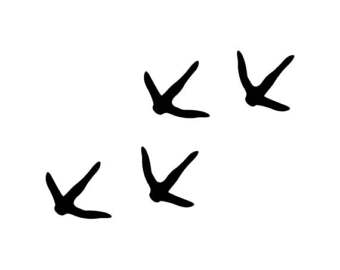 340x270 Turkey Tracks Clipart 101 Clip Art