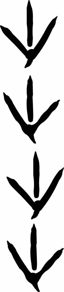 219x1000 Bird Tracks Clipart