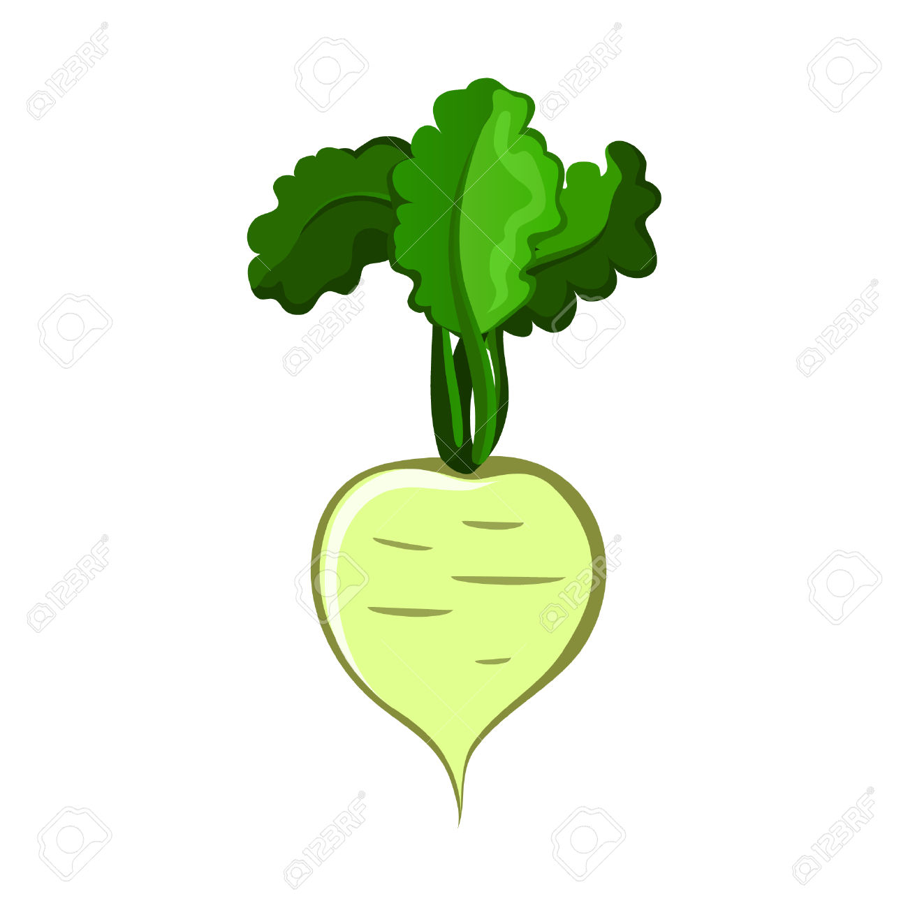 1300x1300 Radish Clipart Turnip