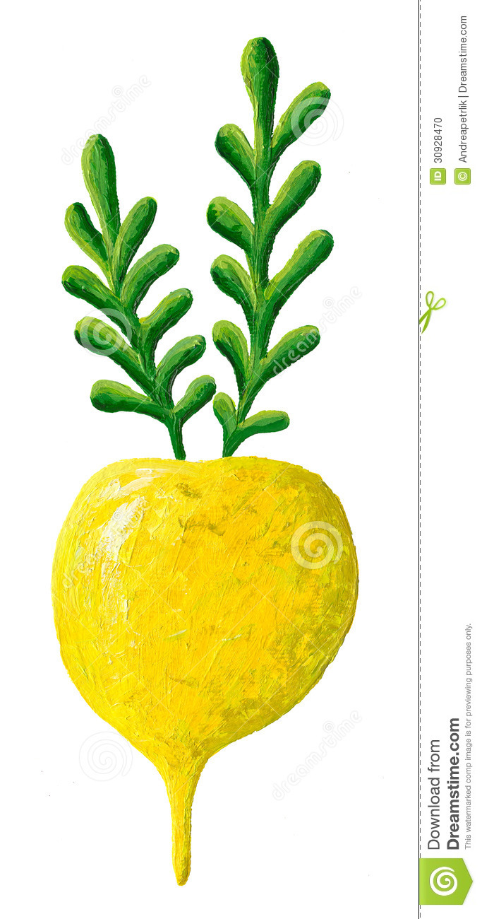 683x1300 Turnip Clipart