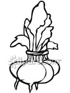 225x300 And White Bunch Of Turnips