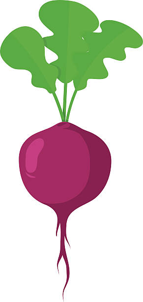 291x612 Beet Clipart Vegtable