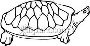 300x154 And White Soft Shell Turtle