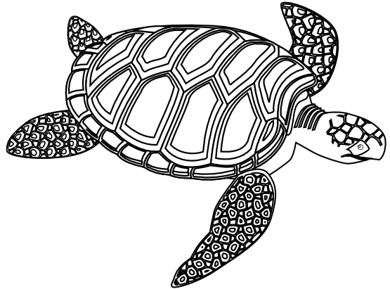 555x411 Sea Turtle Clip Art Black And White Cliparts
