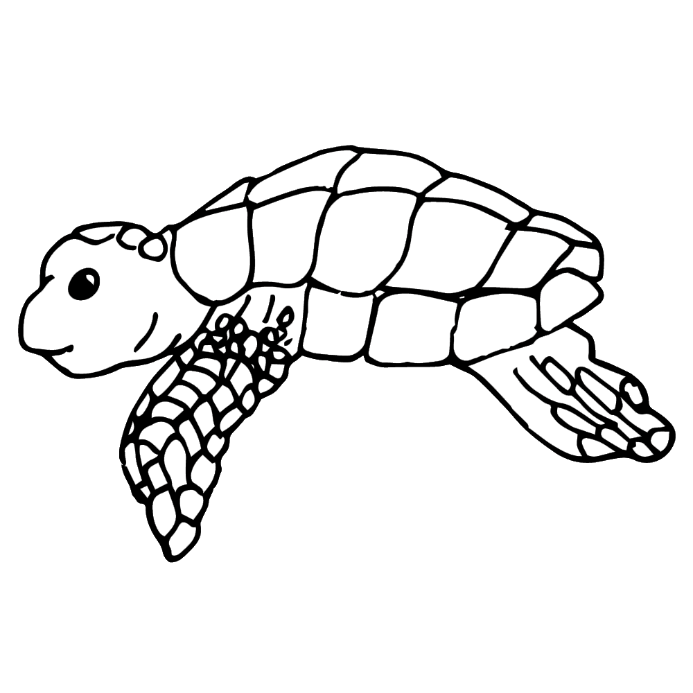 1000x1000 Sea Turtle Clip Art