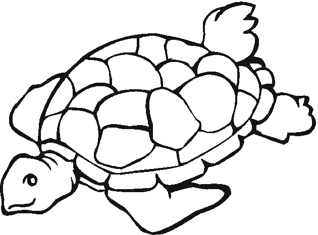 Turtle Coloring Pages | Free download on ClipArtMag