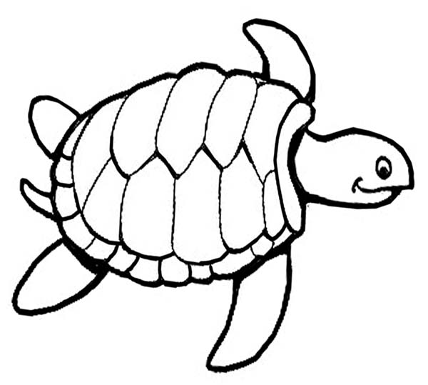 600x539 Terrific Turtle Coloring Pages 57 With Additional Gallery Coloring