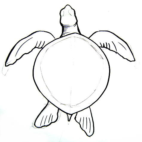 475x474 How To Draw A Sea Turtle