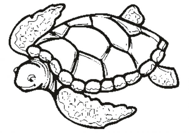 618x437 Pin Drawn Turtle Outline 8 Sea Vector Image Pictures Sea Turtle
