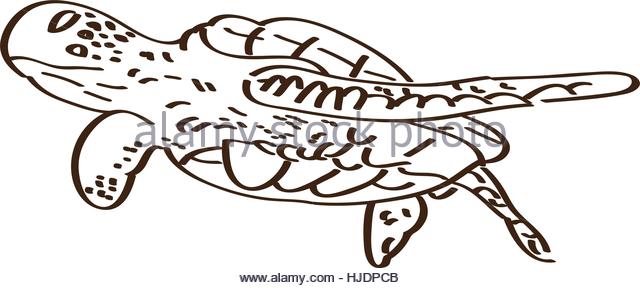 640x288 Tortoise Icon Outline Illustration Tortoise Stock Photos