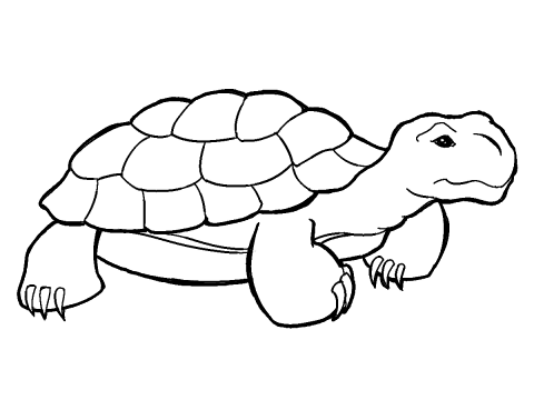 480x360 Tortoise Clip Art Clipart Panda
