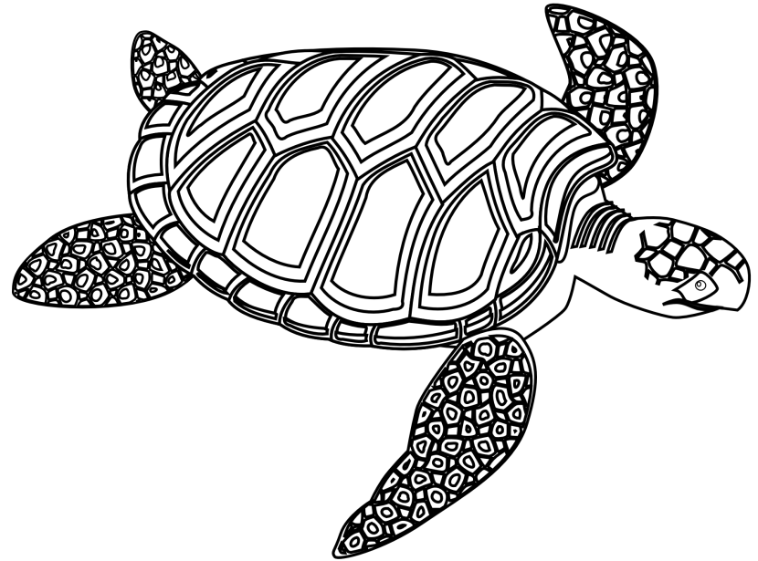 830x615 Turtle Outline Clipart Black And White