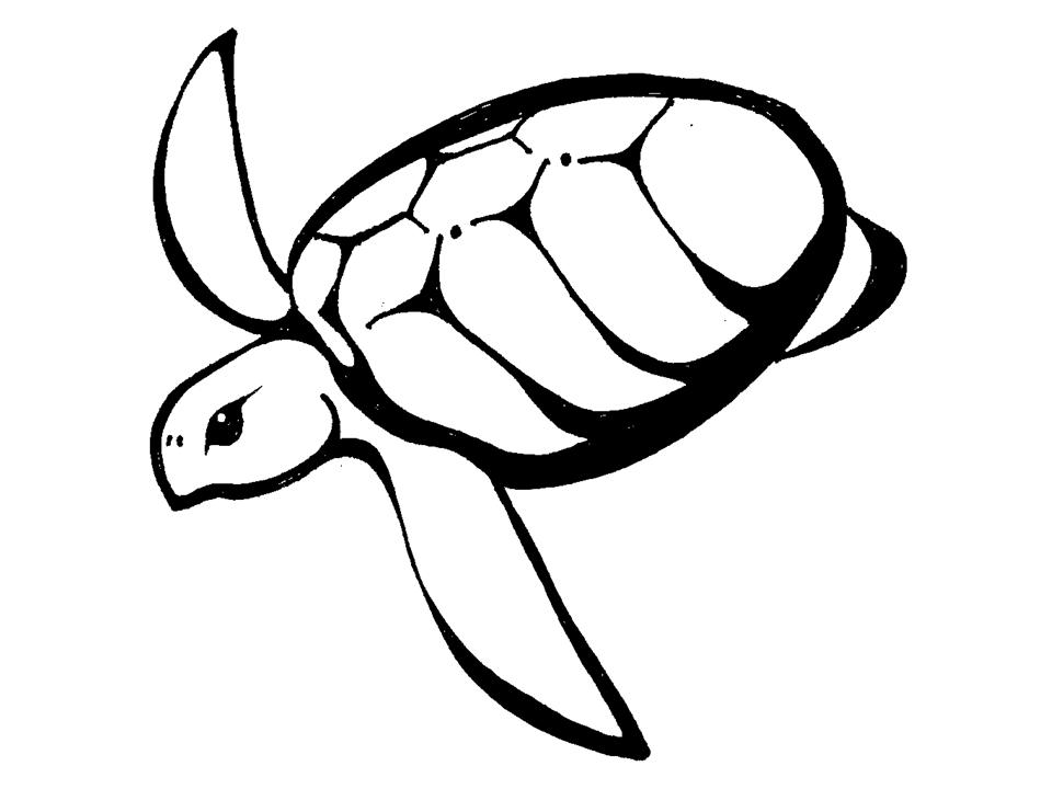 960x720 Turtle Outline Cliparts