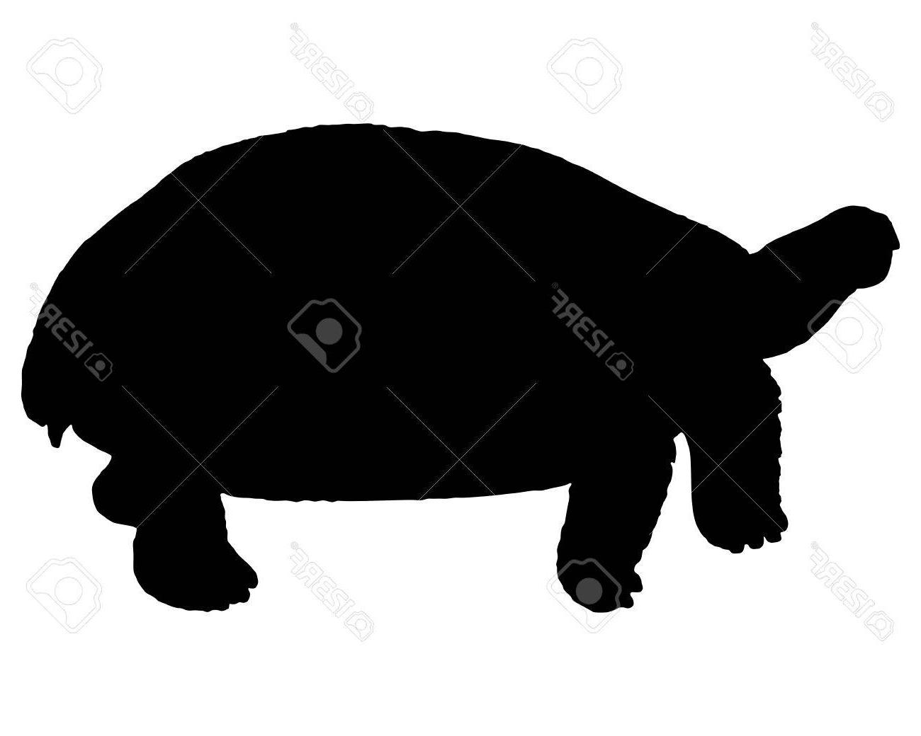 1300x1040 Best Free The Black Silhouette Of Turtle Stock Vector Tortoise File