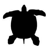 170x170 Sea Turtle Stock Illustrations