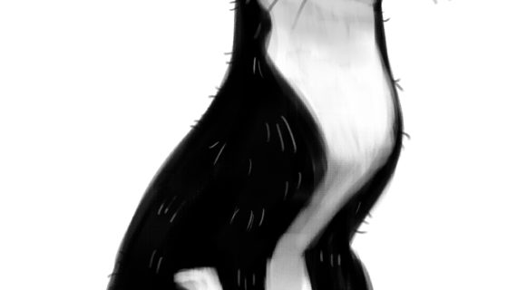 570x320 Black And White Cat Drawing Cat Clip Art Black And White Clipart