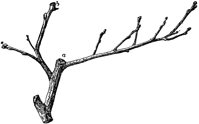 640x400 Twig Of Quince Clipart Etc